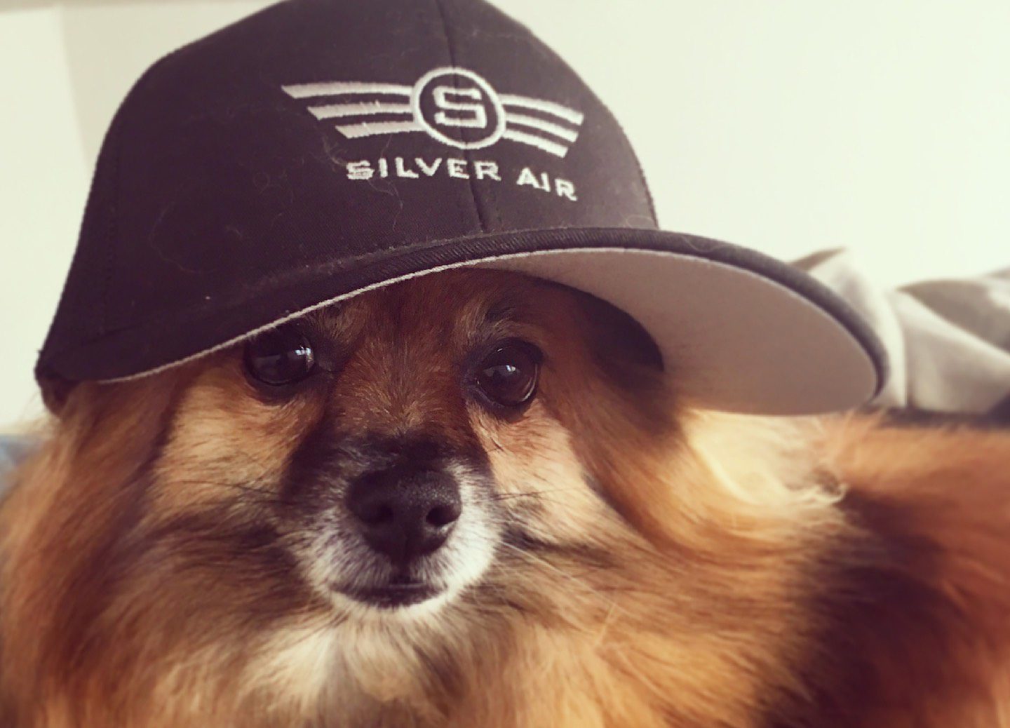 Silver Air Case Story